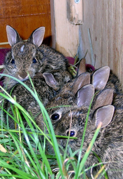 A bunch of healthy baby bunnies