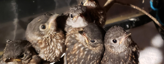 Baby bluebirds at Cummington Wildlife