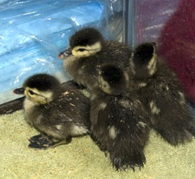 Wood Ducklings