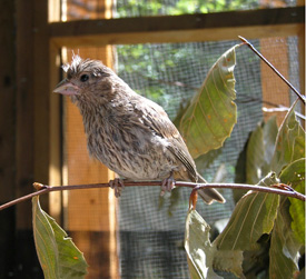 Fledgling bird